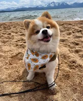 BLUEBERRY, a male Pomeranian for sale in Tucson, AZ – Photo 5 of 5