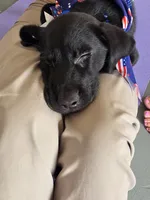 Free Champion Lineage Lab, a female Labrador Retriever for sale in Clearwater, FL – 7 of 7