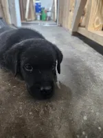 2,000 Champions Titles, a male Labrador Retriever for sale in Clearwater, FL – Photo 4 of 6