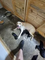 2,000 Champions Titles, a male Labrador Retriever for sale in Clearwater, FL – Photo 5 of 6