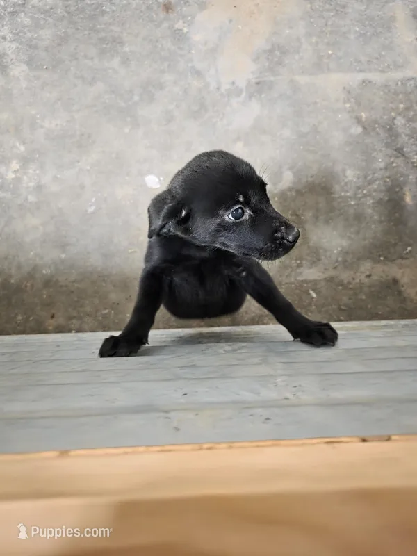 2,000 Champions Titles – Labrador Retriever puppy for sale in Clearwater, FL