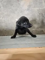 2,000 Champions Titles, a male Labrador Retriever for sale in Clearwater, FL – Photo 1 of 5