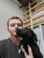 2,000 Champions Titles, a male Labrador Retriever for sale in Clearwater, FL – Photo 3 of 5