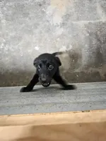 2,000 Champions Titles, a male Labrador Retriever for sale in Clearwater, FL – Photo 4 of 5