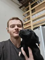 2,000 Champions Titles, a male Labrador Retriever for sale in Clearwater, FL – Photo 5 of 5