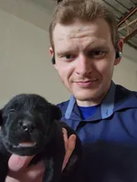 2,000 Champions Titles, a male Labrador Retriever for sale in Clearwater, FL – Photo 1 of 6