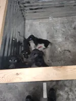 2,000 Champions Titles, a male Labrador Retriever for sale in Clearwater, FL – Photo 3 of 6