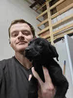 2,000 Champions Titles, a male Labrador Retriever for sale in Clearwater, FL – Photo 2 of 5