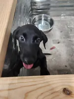 2,000 Champions Titles, a male Labrador Retriever for sale in Clearwater, FL – Photo 2 of 6