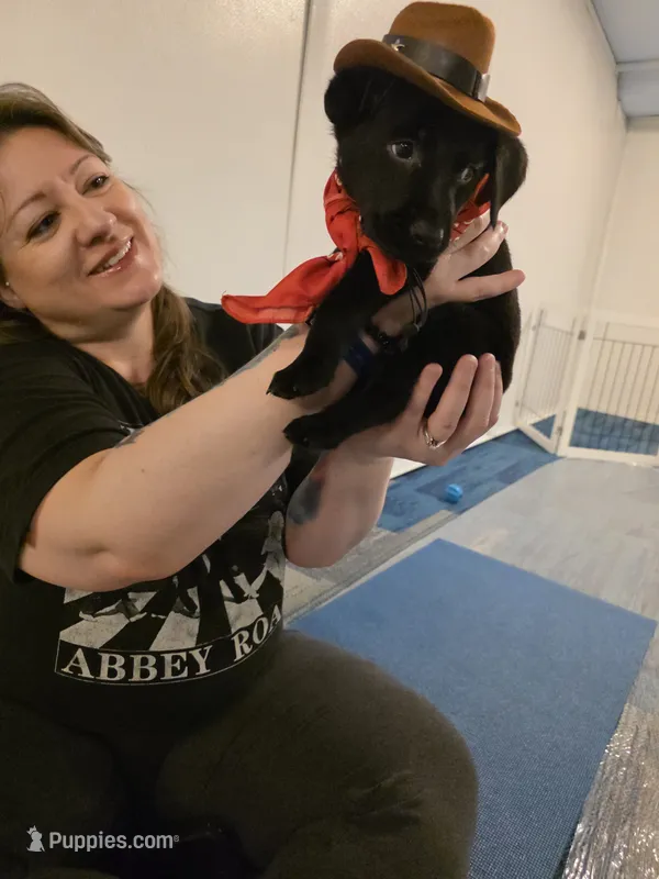 Purebred Champion Black Lab Puppy – Labrador Retriever puppy for sale in Clearwater, FL