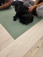 Pure bred Labrador Puppy, a female Labrador Retriever for sale in Clearwater, FL – 8 of 9
