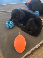 Purebred Champion Black Lab Puppy, a male Labrador Retriever for sale in Clearwater, FL – 6 of 9