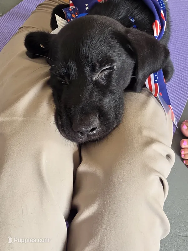 Pure bred Labrador Puppy – Labrador Retriever puppy for sale in Clearwater, FL