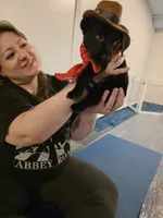 Free Champion Lineage Lab, a female Labrador Retriever for sale in Clearwater, FL – 3 of 7