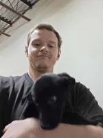 Champion Black Lab Pups, a male Labrador Retriever for sale in Clearwater, FL – Photo 2 of 4