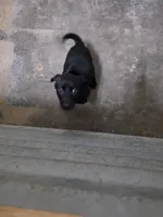 Champion Black Lab Pups, a male Labrador Retriever for sale in Clearwater, FL – Photo 4 of 4
