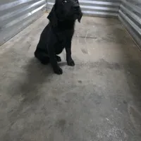 Champion Black Lab Pups, a male Labrador Retriever for sale in Clearwater, FL – Photo 6 of 7