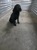 Free Champion Lab Pups, a male Labrador Retriever for sale in Clearwater, FL – Photo 6 of 7