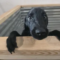 Champion Black Lab Pups, a male Labrador Retriever for sale in Clearwater, FL – Photo 7 of 7