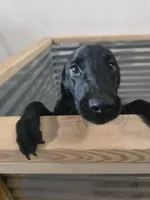 Free Champion Lab Pups, a male Labrador Retriever for sale in Clearwater, FL – Photo 7 of 7