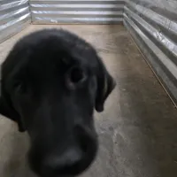 Champion Black Lab Pups, a male Labrador Retriever for sale in Clearwater, FL – Photo 5 of 7