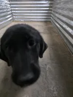 Free Champion Lab Pups, a male Labrador Retriever for sale in Clearwater, FL – Photo 5 of 7