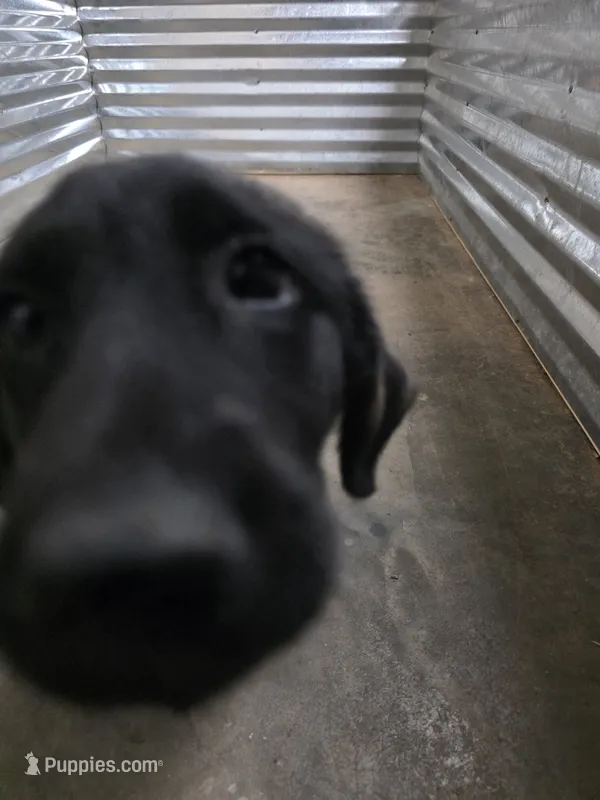 Champion Black Lab Pups