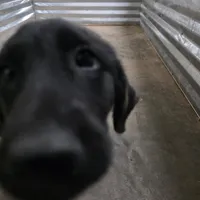 Champion Black Lab Pups, a male Labrador Retriever for sale in Clearwater, FL – Photo 3 of 7
