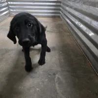 Champion Black Lab Pups, a male Labrador Retriever for sale in Clearwater, FL – Photo 4 of 7
