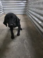 Free Champion Lab Pups, a male Labrador Retriever for sale in Clearwater, FL – Photo 4 of 7