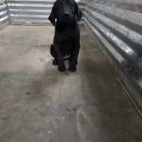 Champion Black Lab Pups, a male Labrador Retriever for sale in Clearwater, FL – Photo 2 of 7