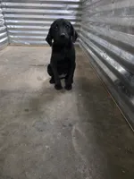 Free Champion Lab Pups, a male Labrador Retriever for sale in Clearwater, FL – Photo 2 of 7