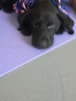 Pure bred Labrador Puppy, a female Labrador Retriever for sale in Clearwater, FL – 4 of 9