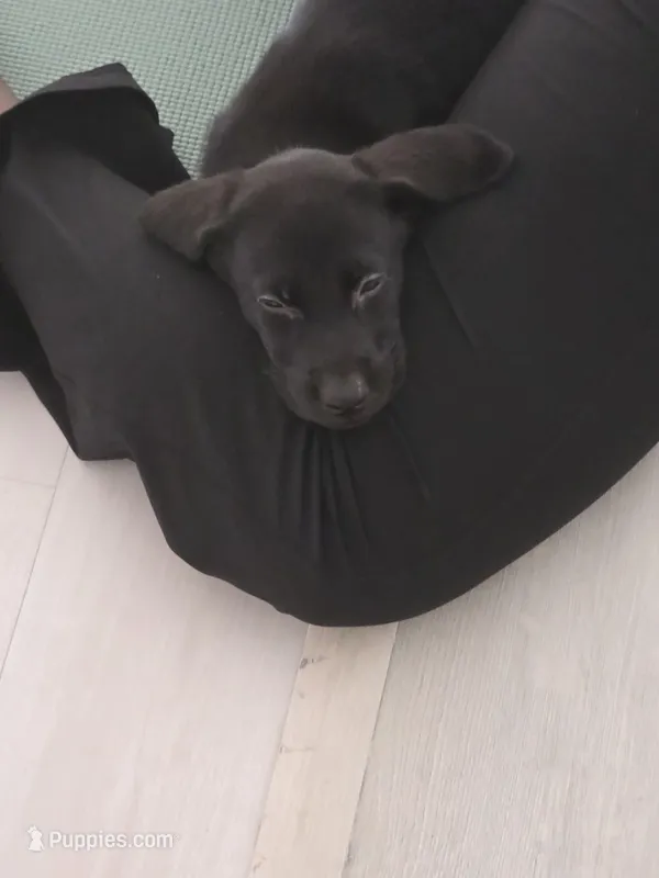 Champion Lineage Black Lab – Labrador Retriever puppy for sale in Clearwater, FL