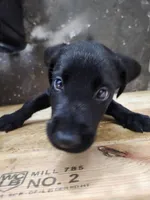 Champion Lineage, a female Labrador Retriever for sale in Clearwater, FL – Photo 5 of 9