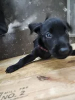 Champion Lineage, a female Labrador Retriever for sale in Clearwater, FL – Photo 6 of 9