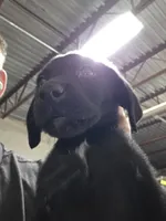 Champion Lineage, a female Labrador Retriever for sale in Clearwater, FL – Photo 1 of 9