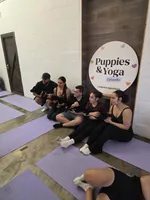 Champion Lineage, a male Labrador Retriever for sale in Clearwater, FL – Photo 4 of 4