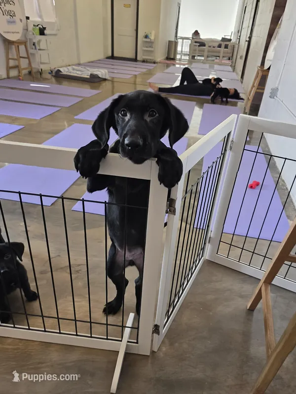 Champion Lineage – Labrador Retriever puppy for sale in Clearwater, FL