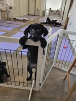 Champion Lineage, a male Labrador Retriever for sale in Clearwater, FL – Photo 1 of 4