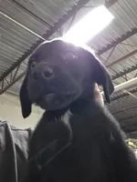 Champion Lineage, a female Labrador Retriever for sale in Clearwater, FL – Photo 2 of 9