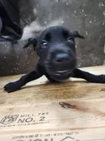 Champion Lineage, a female Labrador Retriever for sale in Clearwater, FL – Photo 8 of 9