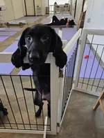 Champion Lineage, a male Labrador Retriever for sale in Clearwater, FL – Photo 3 of 4