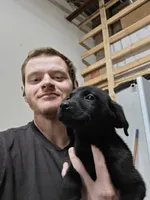 Champion Lineage, a female Labrador Retriever for sale in Clearwater, FL – Photo 3 of 9