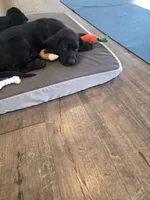 Purebred Champion Black Lab Puppy, a male Labrador Retriever for sale in Clearwater, FL – 4 of 9