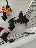 Pure bred Labrador Puppy, a female Labrador Retriever for sale in Clearwater, FL – 9 of 9