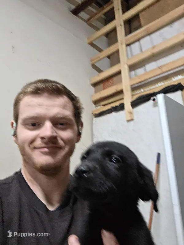 Champion Pedigree AKC