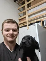 Champion Pedigree AKC, a male Labrador Retriever for sale in Clearwater, FL – Photo 2 of 6