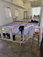 Champion Pedigree AKC, a male Labrador Retriever for sale in Clearwater, FL – Photo 3 of 6