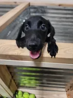 Champion Pedigree AKC, a male Labrador Retriever for sale in Clearwater, FL – Photo 4 of 5